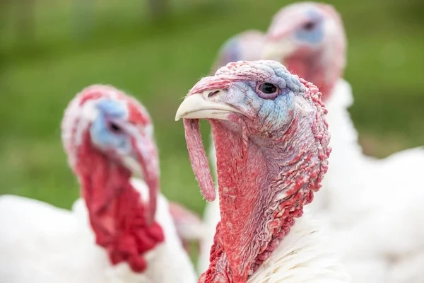 Отпуск в США и Канаде лучшие курорты для вашего отдыха