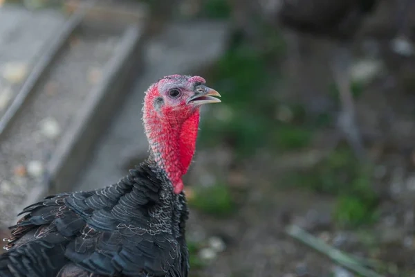 Ваш идеальный отдых на островных курортах мечты