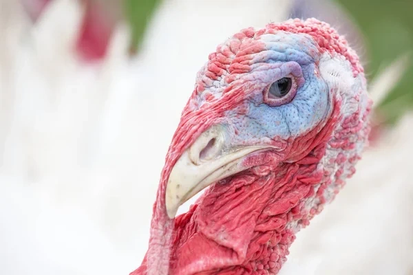 Ваш идеальный отпуск с системой все включено на лучших курортах